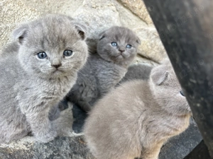 Pisicuțe   motănei scottish fold blue și lila își caută un cămin primitor. - imagine 4