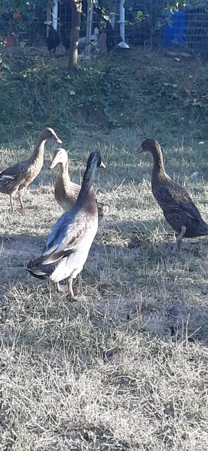 Vand schimb ratoi alergatori indieni - imagine 2