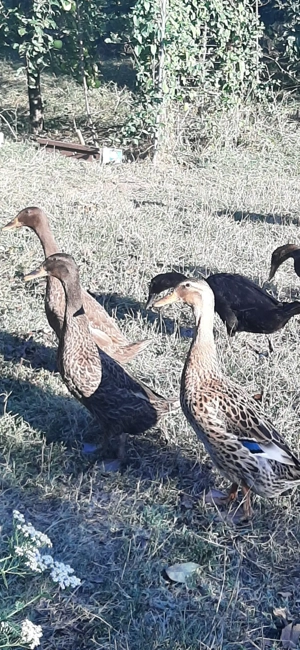 Vand schimb rate alergatoare indiene - imagine 2