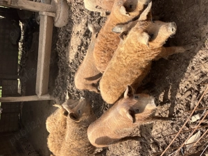 Vand purcei mangalita, petrean , mangalita+mistret! - imagine 2