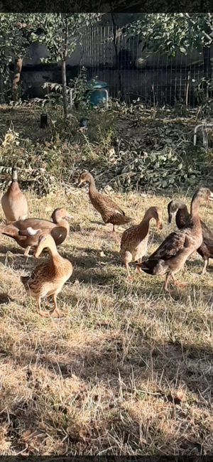 Vand schimb rate alergatoare indiene