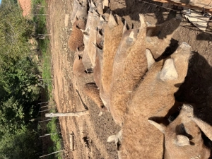 Vand purcei mangalita, petrean , mangalita+mistret!