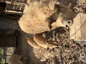 Vand purcei mangalita, petrean , mangalita+mistret! - imagine 3