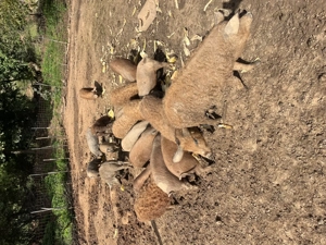 Vand purcei mangalita, petrean , mangalita+mistret! - imagine 4