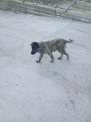 Vând cățel, ciobănesc 