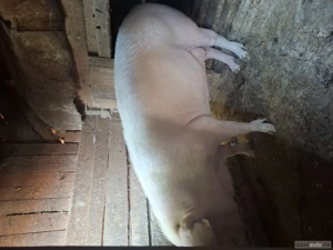 Purcea de vânzare  - imagine 2