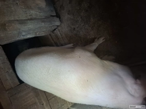 Purcea de vânzare  - imagine 4