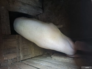 Purcea de vânzare  - imagine 3