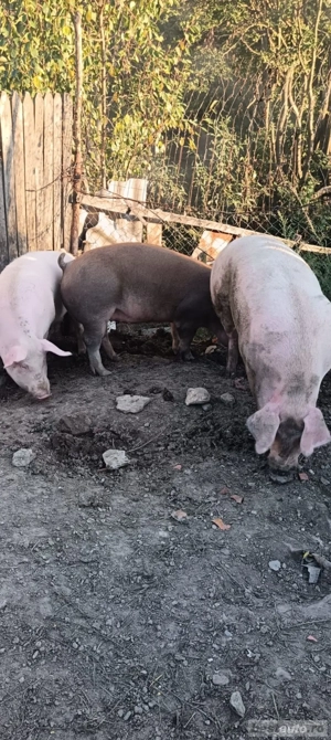 vând porci de țară  - imagine 3