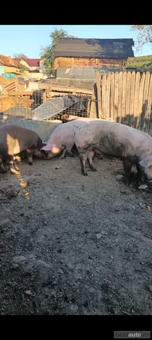 vând porci de țară 
