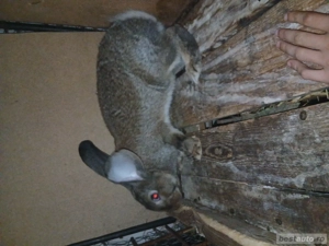 Iepuroaica urias german gri 120 lei 