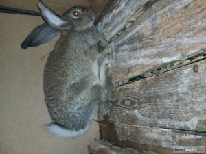 Iepuroaica urias german gri 120 lei  - imagine 2