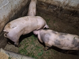 Vand porc  - imagine 4