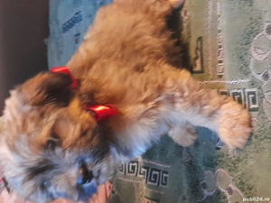 bichoni de vanzare - imagine 2 bichoni de vanzare - imagine 2