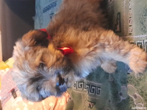 Căței de vânzare! - imagine 3