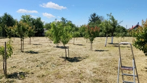 Vând casă cu teren 5725 mp, livada 100 pomi fructiferi, hala 220 mp in Dragoiesti, jud Timis