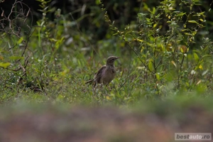 Teren intravilan 4200 mp in Pleasa Prahova