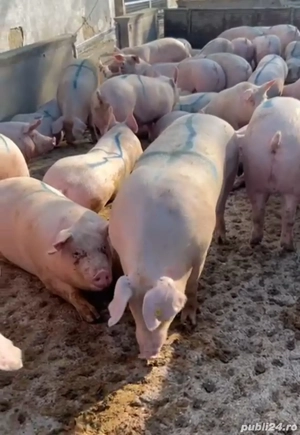 Vand Porci mari  - imagine 2 Vand Porci mari  - imagine 2