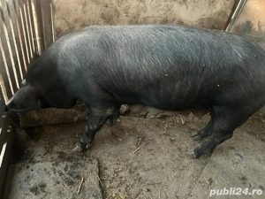 Vând purcei  - imagine 2 Vând purcei  - imagine 2