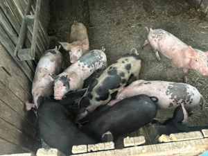 Vând purcei  - imagine 3 Vând purcei  - imagine 3