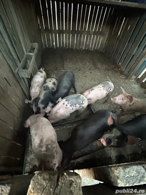 Vând purcei  - imagine 5 Vând purcei  - imagine 5