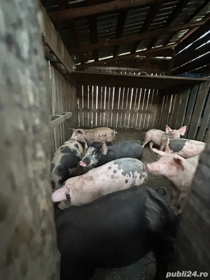 Vând purcei  - imagine 4 Vând purcei  - imagine 4