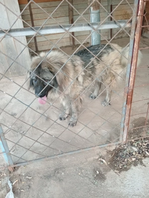 Femelă vârstă 2 ani  - imagine 3