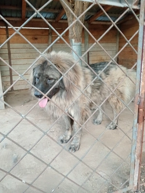 Femelă vârstă 2 ani 