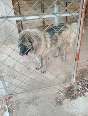 Femelă vârstă 2 ani  - imagine 4