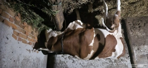 vaca cu vitea de vanzare