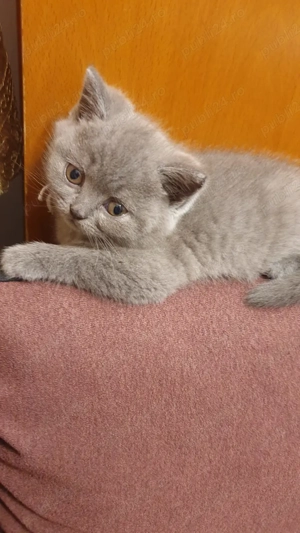 Pui British Shorthair Blue - imagine 2