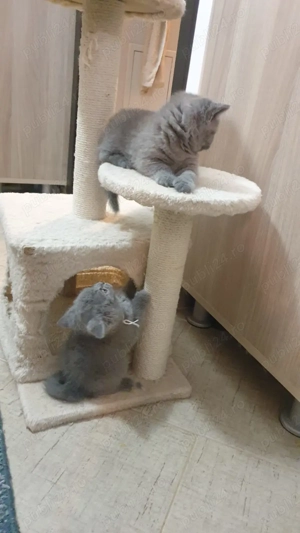 Pui British Shorthair Blue - imagine 3