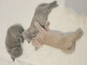 Pui British Shorthair Blue - imagine 4