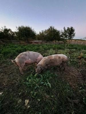 Vând scroafe gestante 