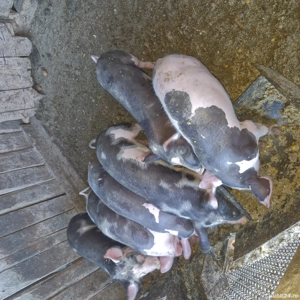 Purcei de 8 săptămână  - imagine 3 Purcei de 8 săptămână  - imagine 3