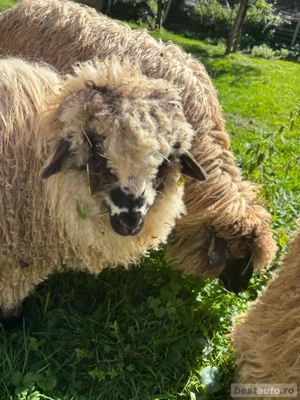 Vanzari oi  - imagine 2