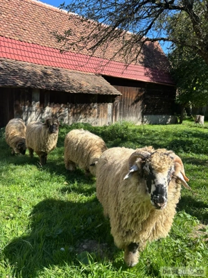 Vanzari oi  - imagine 5