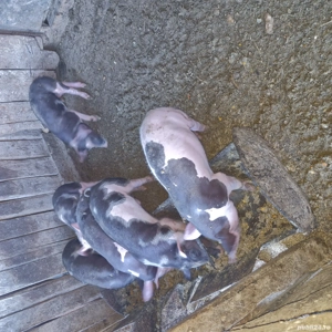 Purcei de 8 săptămână  - imagine 2 Purcei de 8 săptămână  - imagine 2