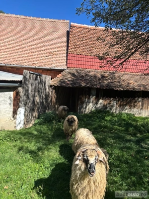 Vanzari oi  - imagine 4