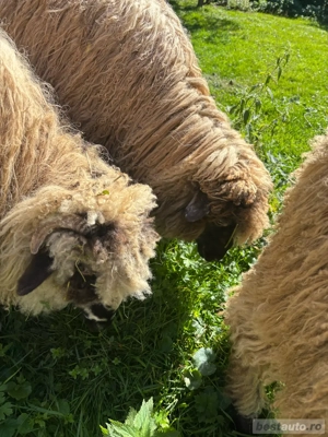 Vanzari oi  - imagine 3