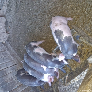 Purcei de 8 săptămână 