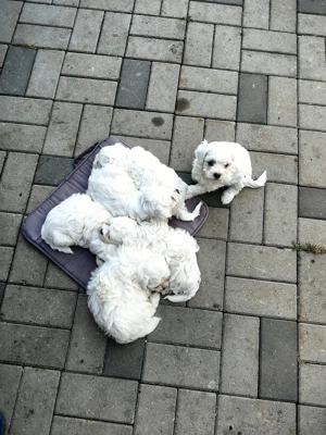 Vand catei bichon - imagine 3 Vand catei bichon - imagine 3