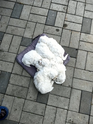 Vand catei bichon - imagine 2 Vand catei bichon - imagine 2