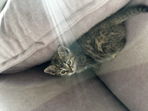 Pisicuța mică  - imagine 4