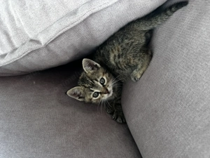 Pisicuța mică  - imagine 2