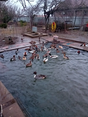 vand pasari de apa - imagine 2