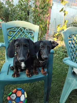 Vând Catelusa Rasa Teckel Vârstă 5 luni Cu Vaccinurile la zi ! - imagine 2 Vând Catelusa Rasa Teckel Vârstă 5 luni Cu Vaccinurile la zi ! - imagine 2