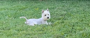 West highland white terrier  - imagine 4 West highland white terrier  - imagine 4