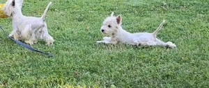 West highland white terrier  - imagine 3 West highland white terrier  - imagine 3