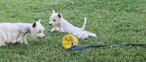 West highland white terrier  - imagine 2 West highland white terrier  - imagine 2